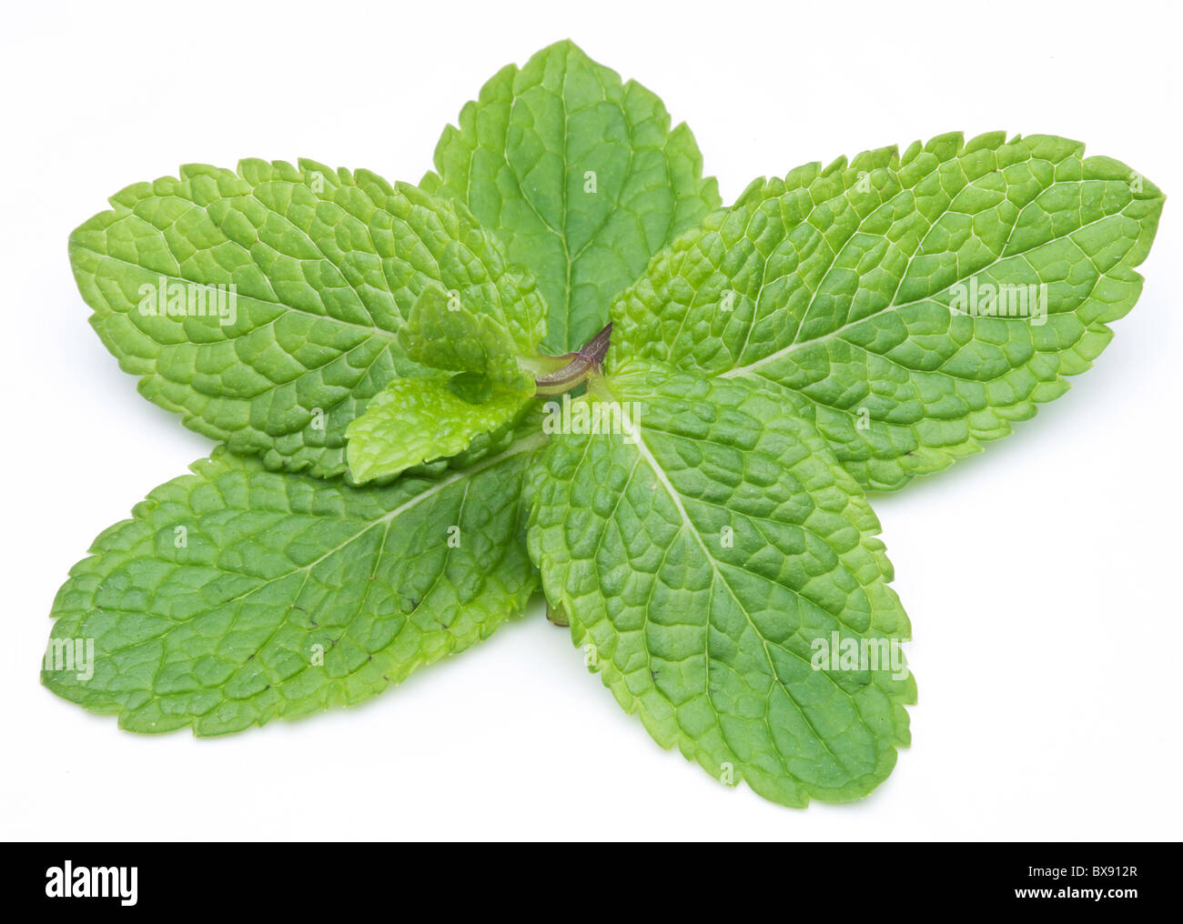Mint leaves on a white background Stock Photo