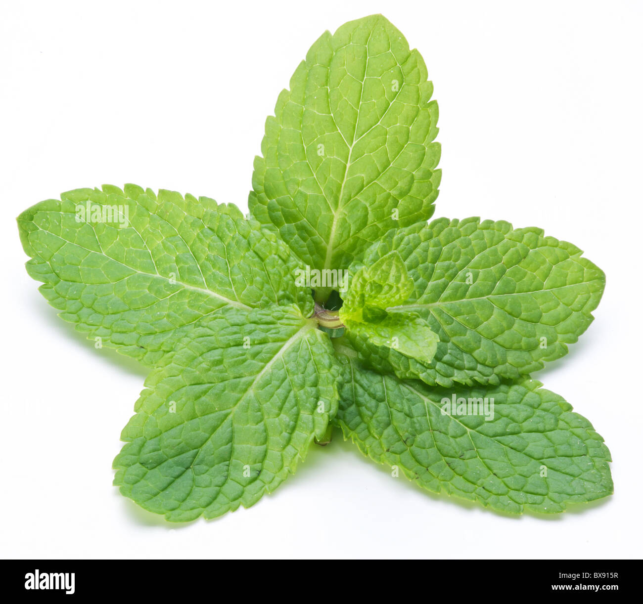 Mint leaves on a white background Stock Photo