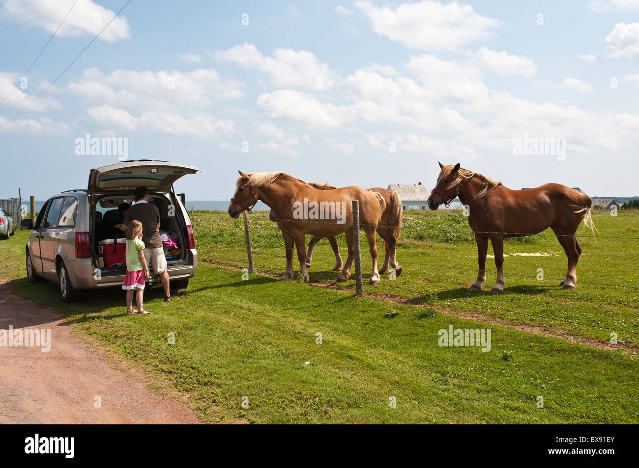Horses near Panmure Head Lighthouse, Panmure Island, Prince Edward
