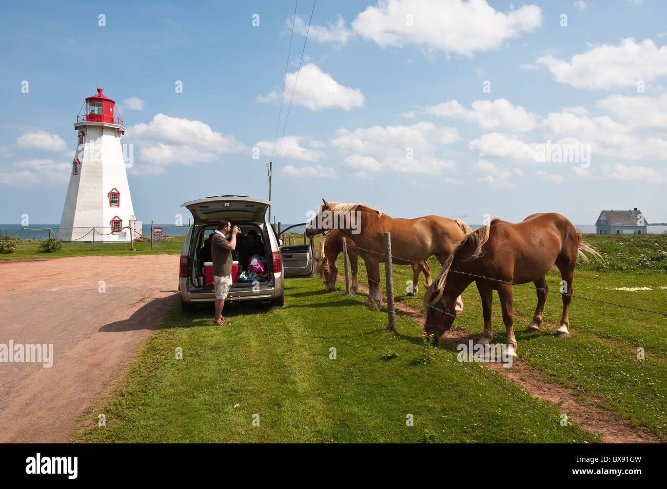 Panmure Island, Prince Edward Island. Horses near Panmure Head