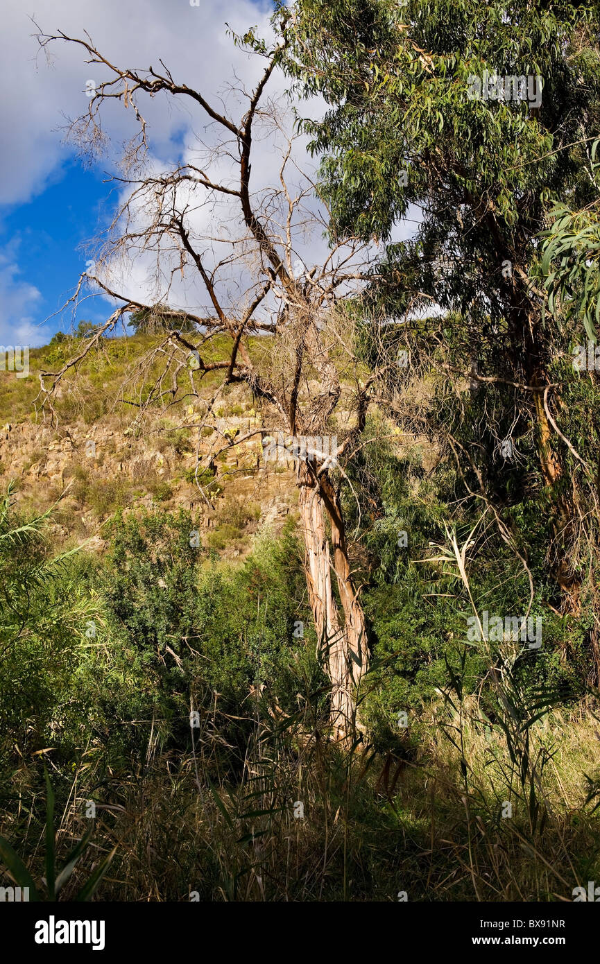 Eucalyptus gomphocephala tree with its very distinctive bark , Spain Stock Photo