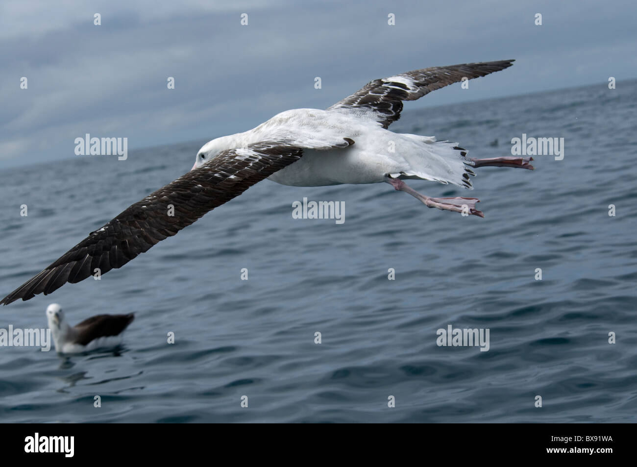 Albatross Reiser