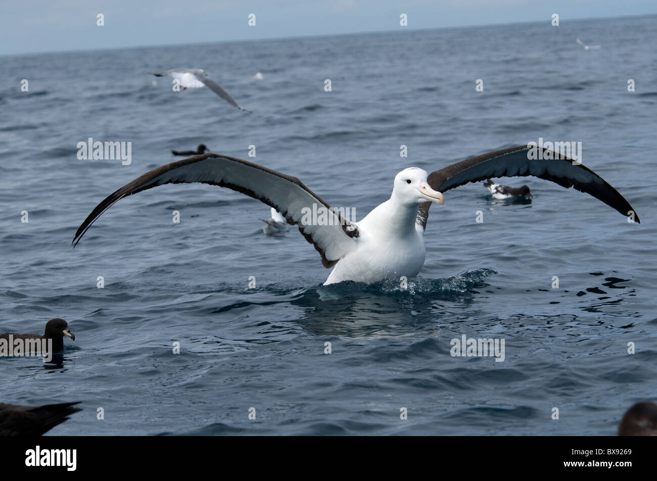 Royal Albatros preparing for landing on water, Königsalbatros bei der Vorbereitung auf eine Wasserlandung Stock Photo