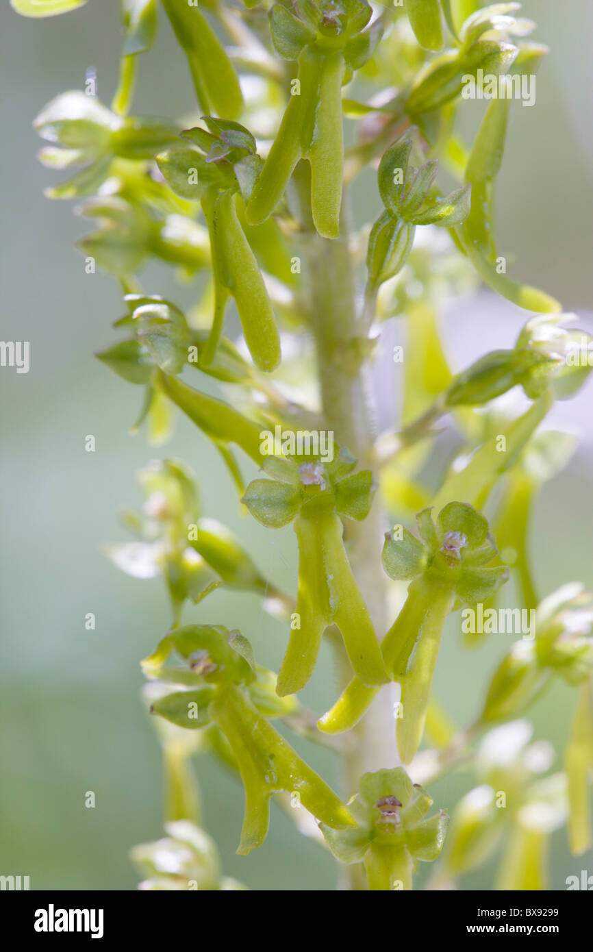Common Twayblade Orchid Listera ovata flower Stock Photo