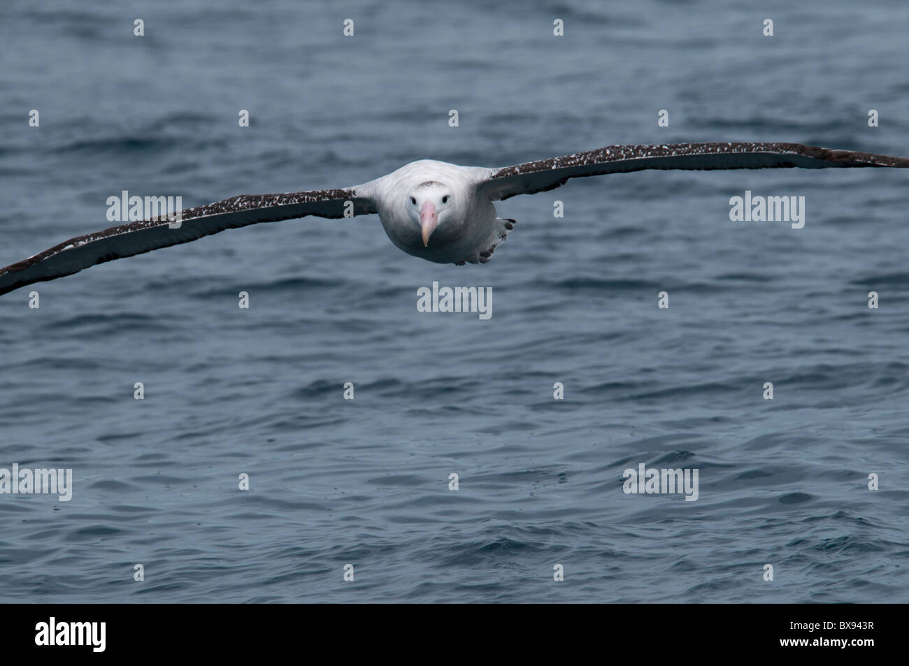 Wandering Albatros flying over Pacific Ocean, Wanderalbatros fliegt über den Pazifik Stock Photo