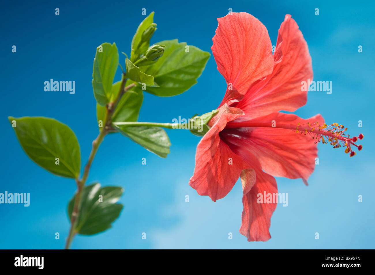 2010 alex bramwell hi-res stock photography and images - Alamy