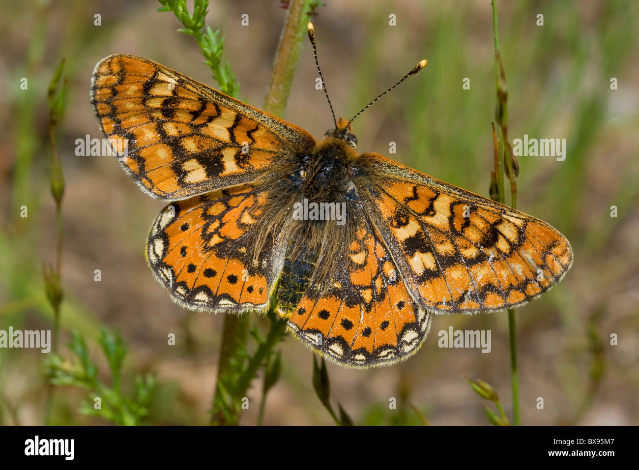 Marsh Fritillary (Euphydrias aurinia) Stock Photo