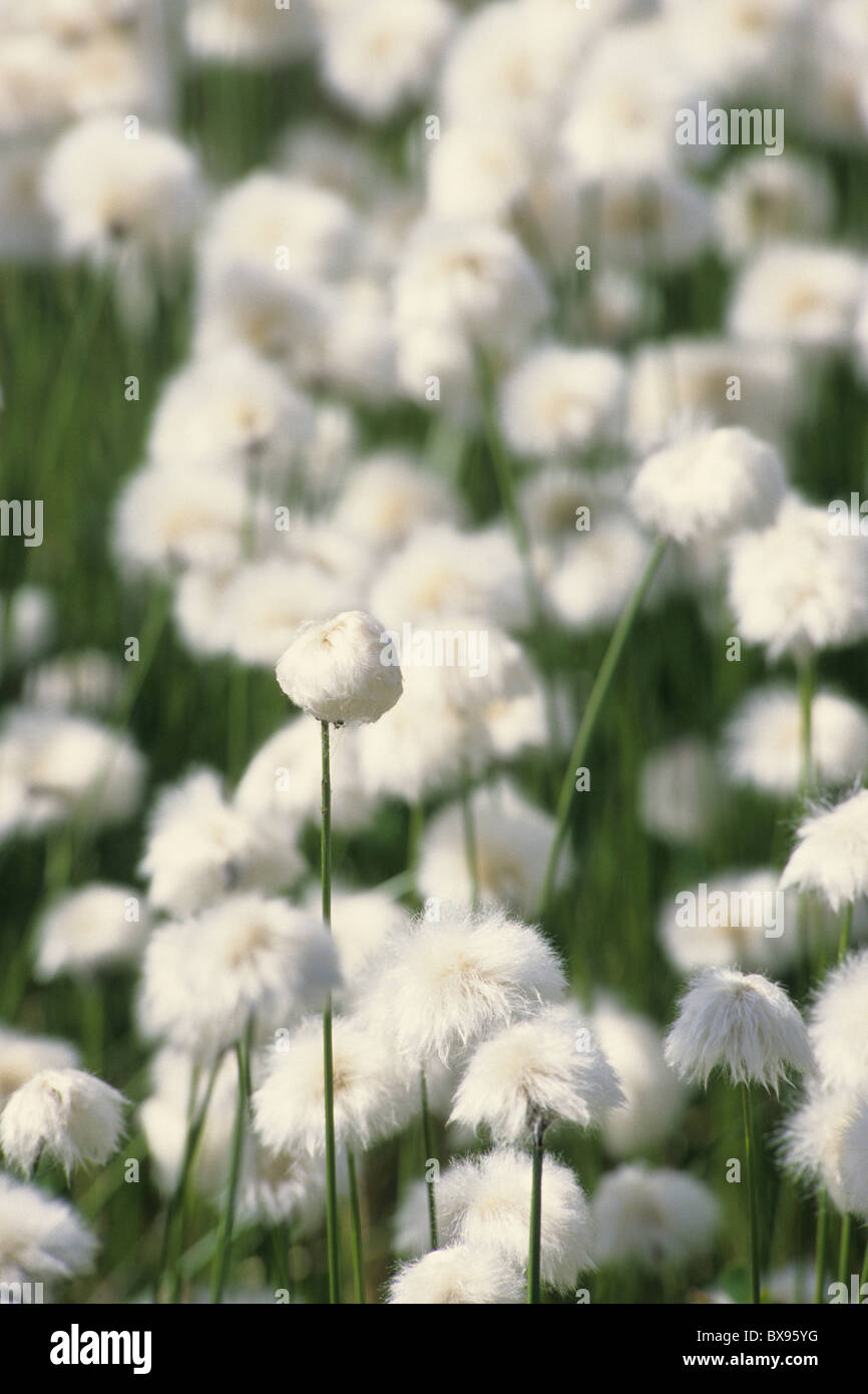 Cotton grass flower hi-res stock photography and images - Alamy