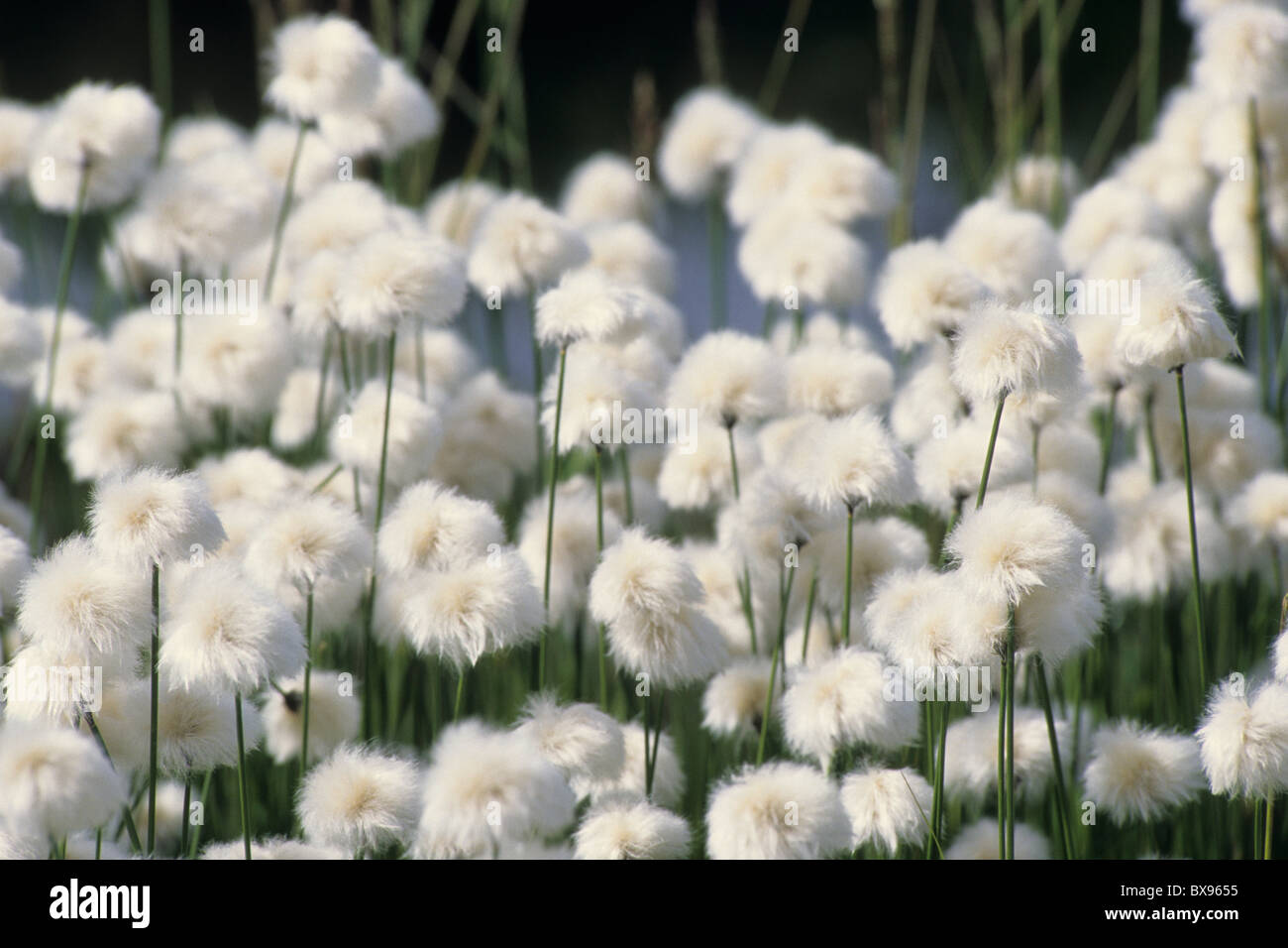 Cotton grass in flower hi-res stock photography and images - Alamy