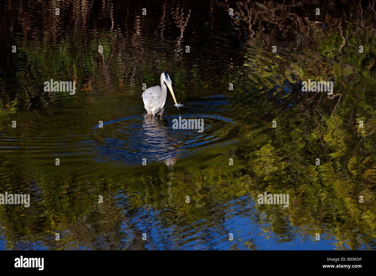 Great Blue Heron , ardea herodias, catching fish on saltwater lagoon, Florida Stock Photo