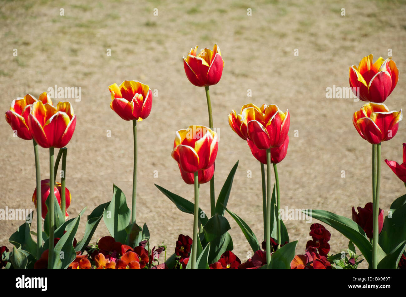 red and yellow tulips in front of a sandy background Stock Photo - Alamy
