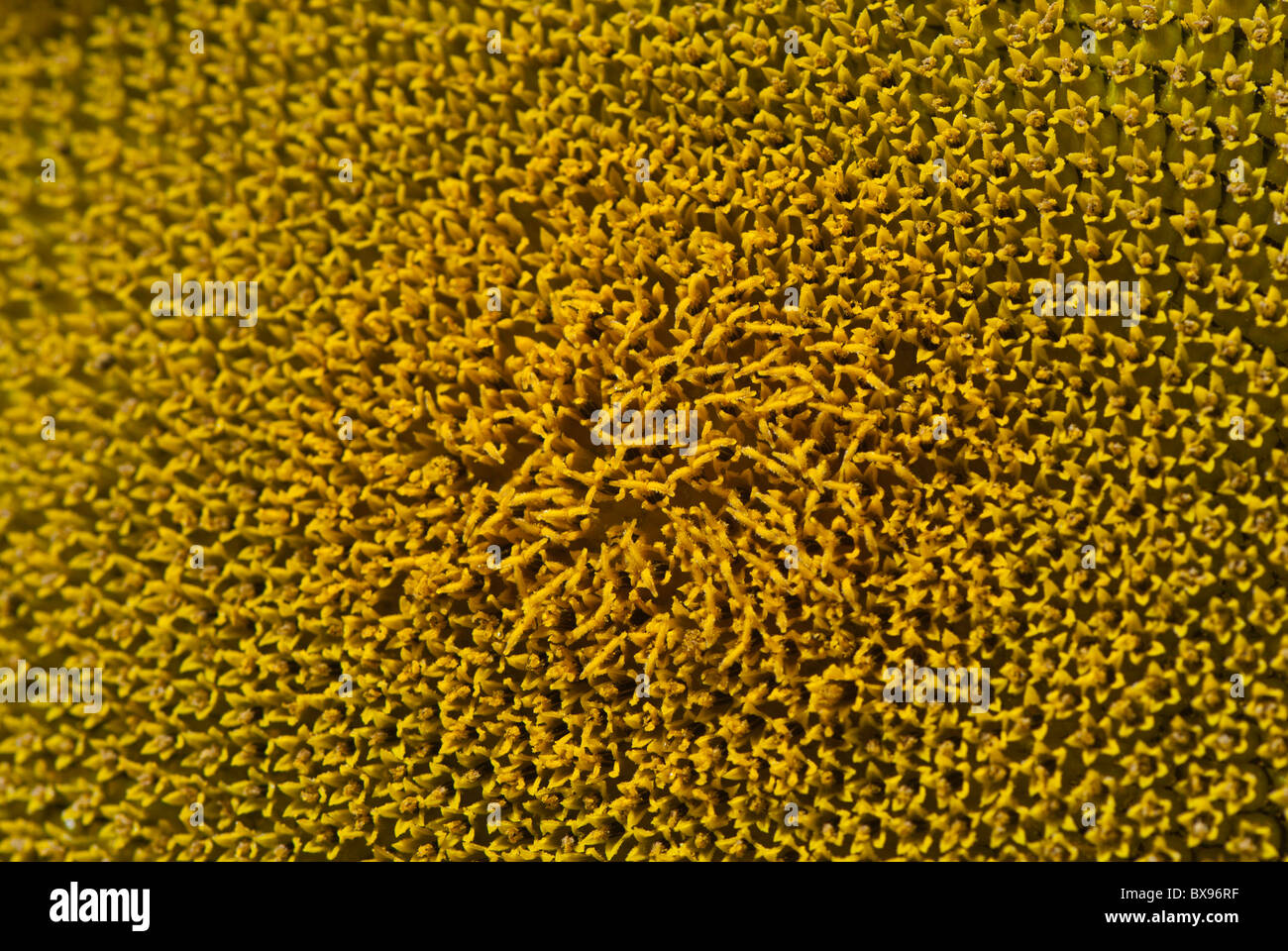 Sunflower close up of head Helianthus Annuus in field Chandon  Indre-et-Loire département Loire. France Stock Photo