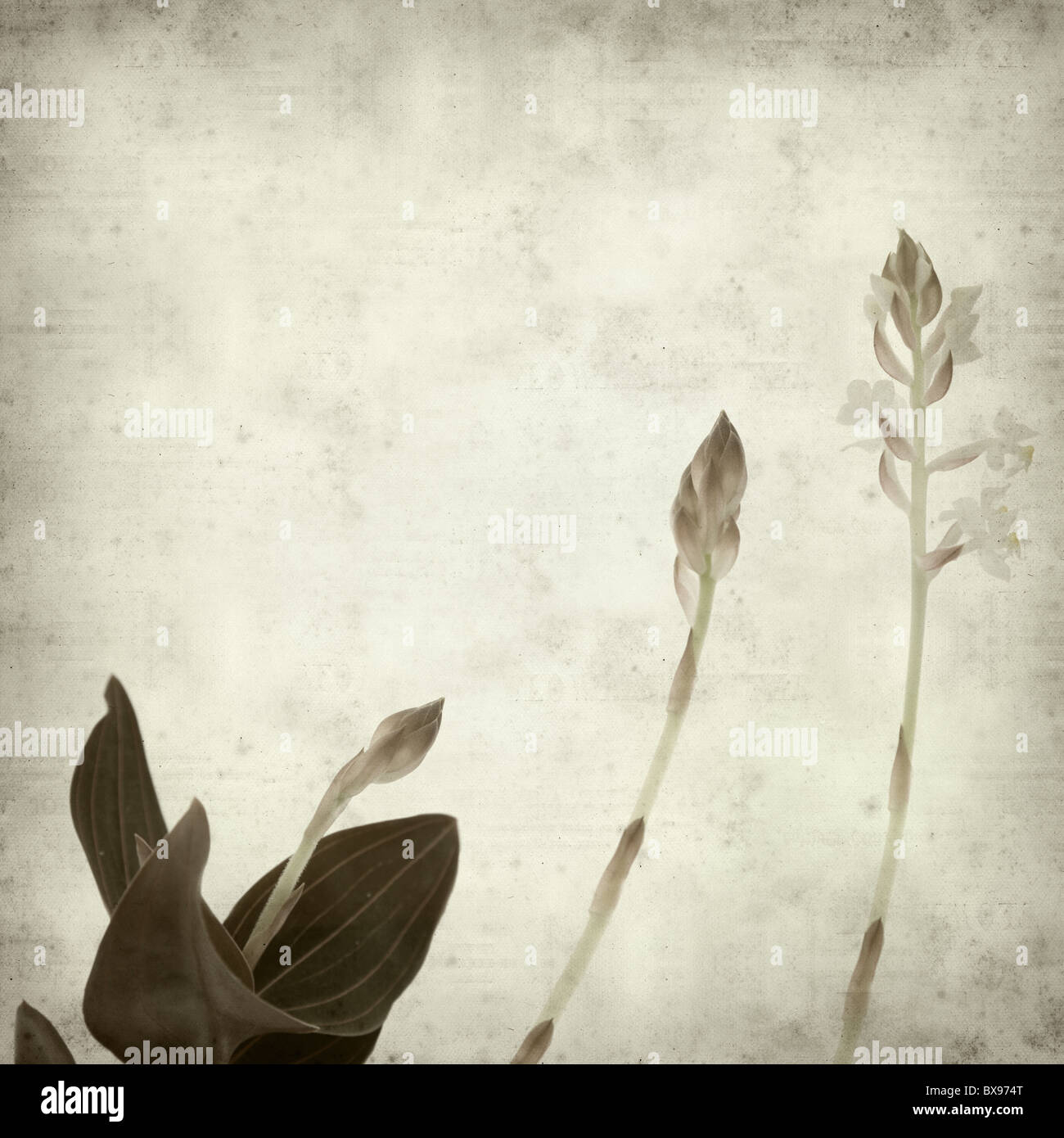 textured old paper background with Ludisia discolor; the black jewel orchid Stock Photo