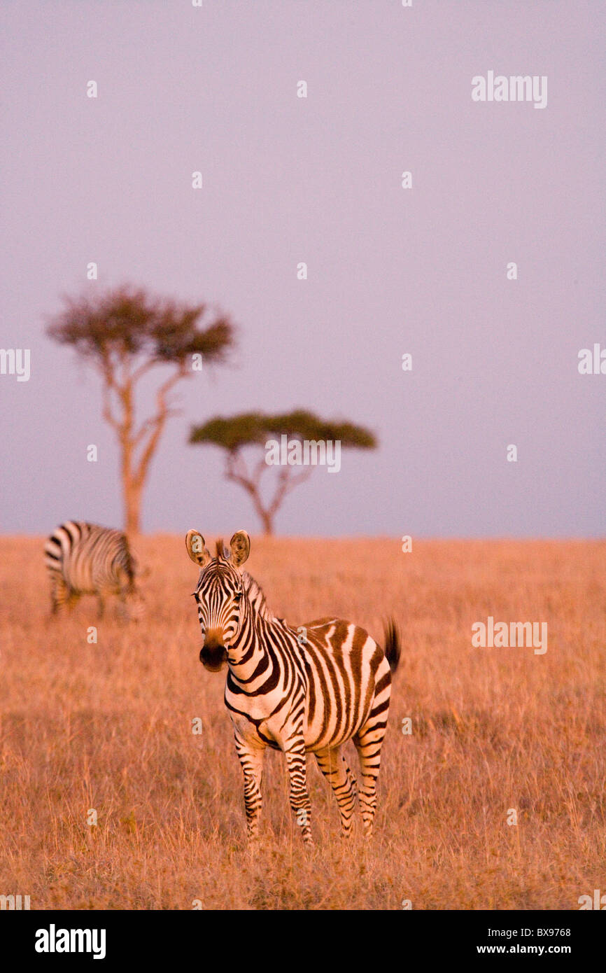 Zebra Masai Mara Kenya East Africa Stock Photo - Alamy