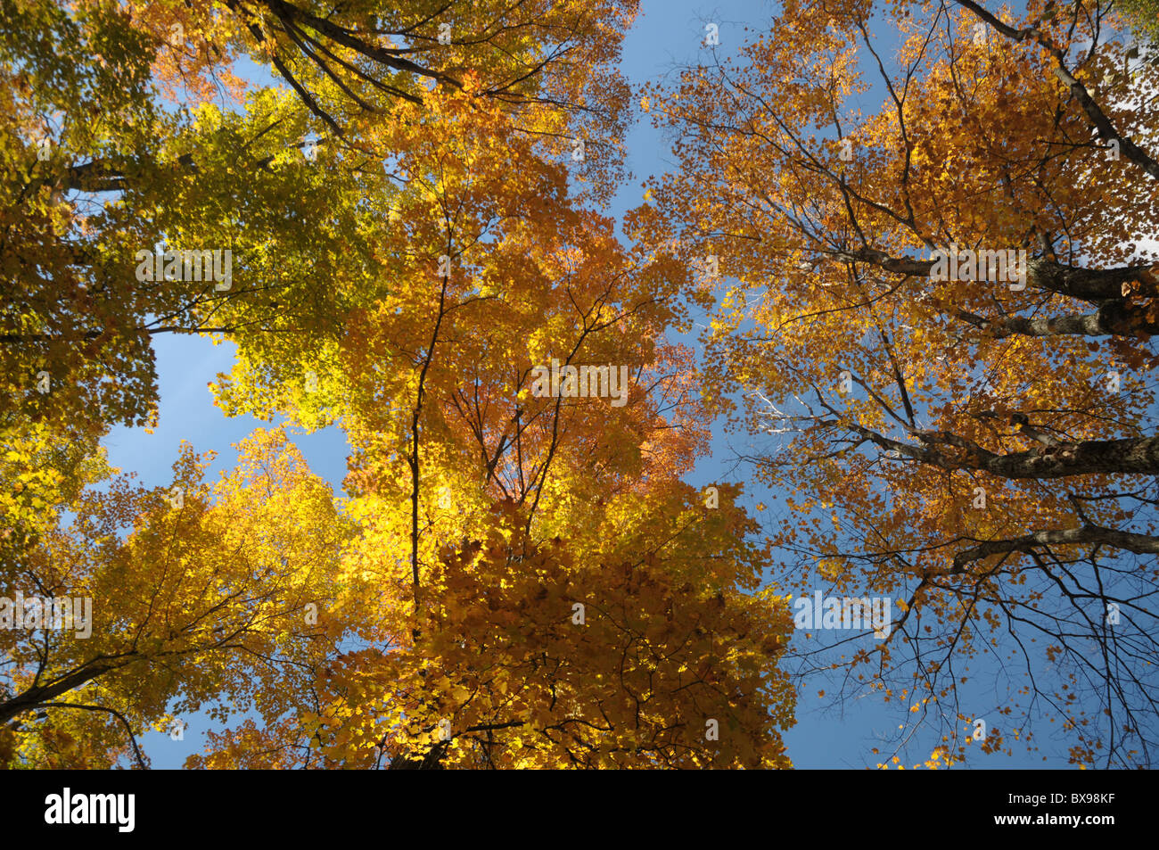 Fall trees are viewed from below during fall foliage in Warren, Vermont Stock Photo