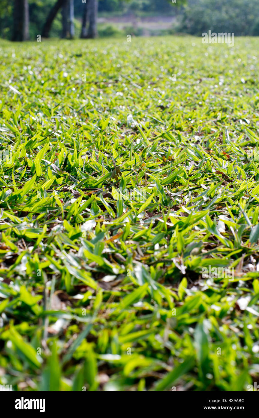 low angle view of grass field. Stock Photo