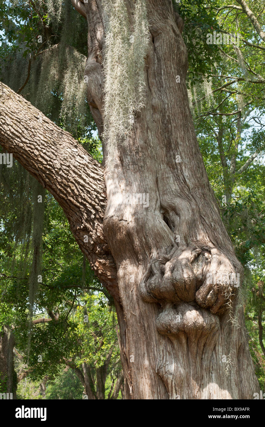 Rosedown Plantation c. 1835, State Historic Site, large oak tree branch