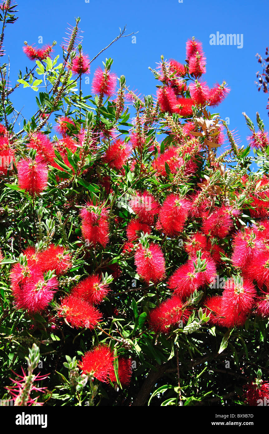 Bottle-brush flowers (Callistemon), Cashmere Hills, Christchurch, Canterbury, South Island, New Zealand Stock Photo