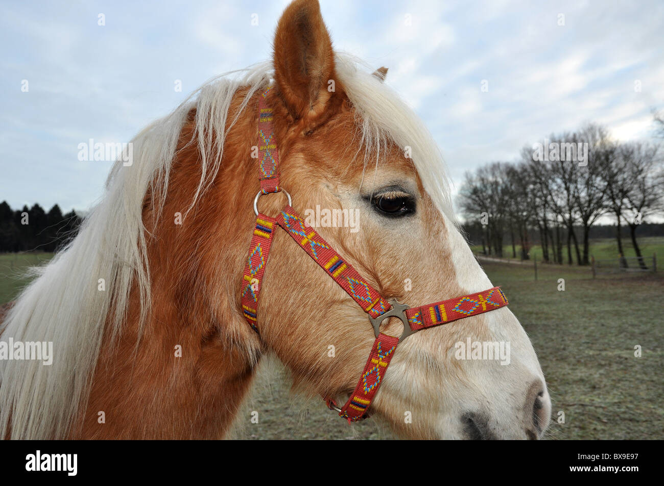 Halter neck hires stock photography and images Alamy