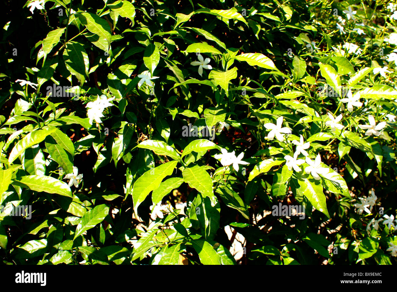 Green leaves and white flowers hi-res stock photography and images - Alamy