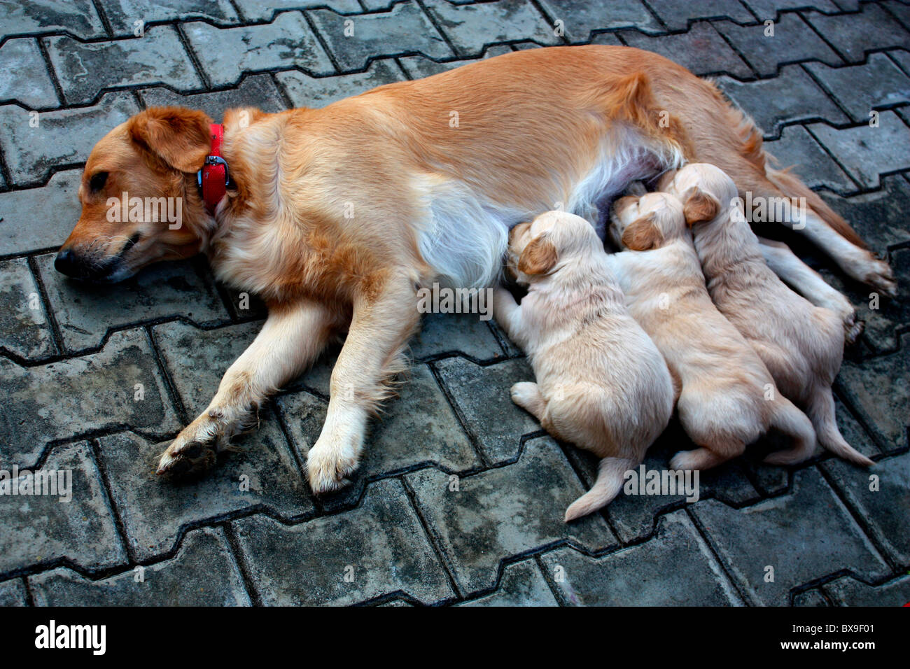 A golden retriever bitch female dog milk feeding the puppies