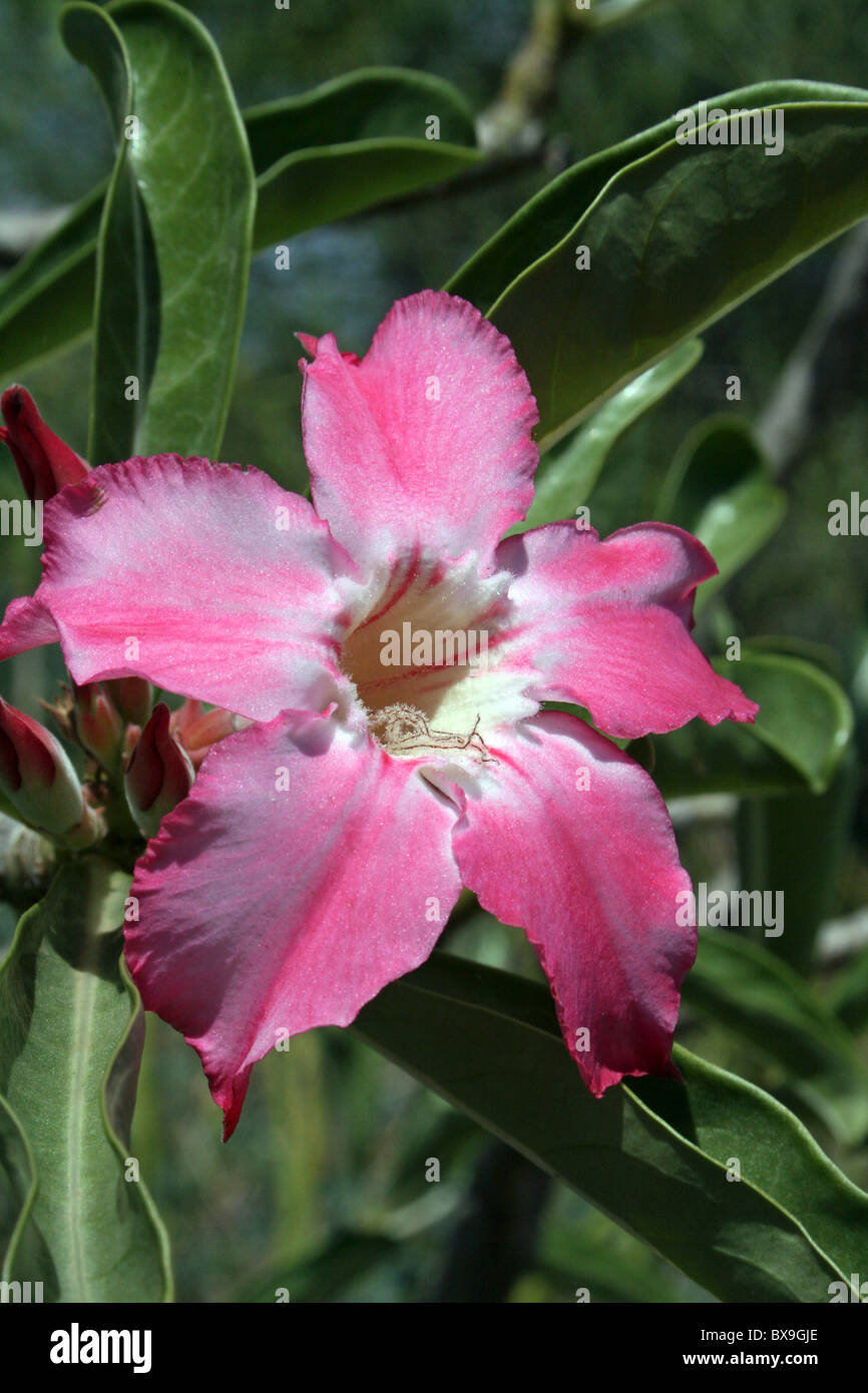 Flowering Desert Rose Adenium obesum Omo Valley, Ethiopia Stock Photo