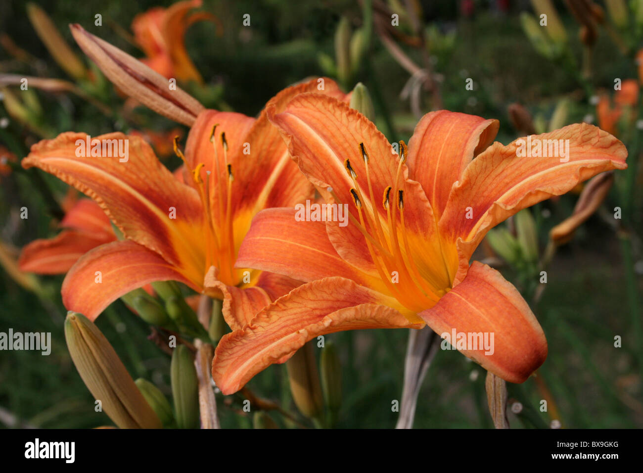 Orange Coloured Day Lily Hemerocallis Taken at Wendo Genet, Ethiopia Stock Photo