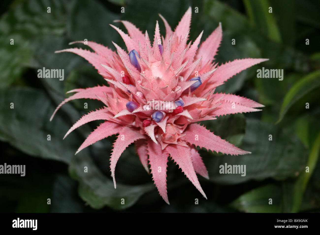 Pink Bromeliad Flower Silver Vase Aechmea fasciata Stock Photo