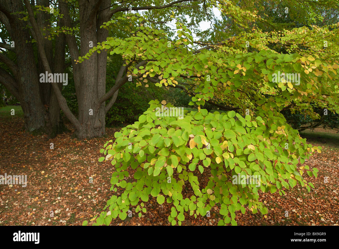 The toffee apple tree or Japanese Judastree Stock Photo Alamy