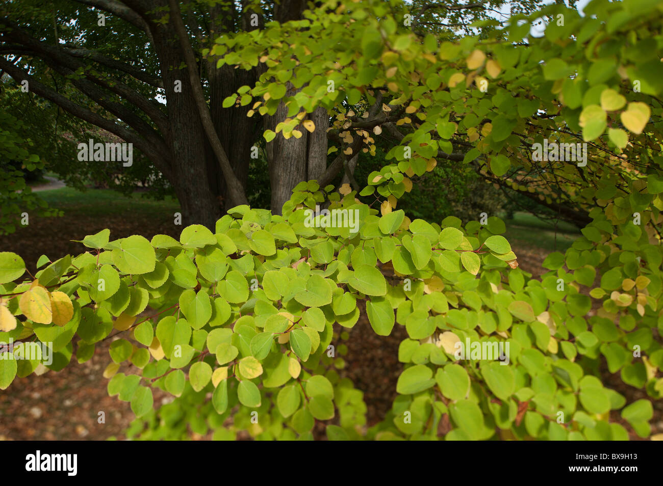 The toffee apple tree or Japanese Judastree Stock Photo Alamy