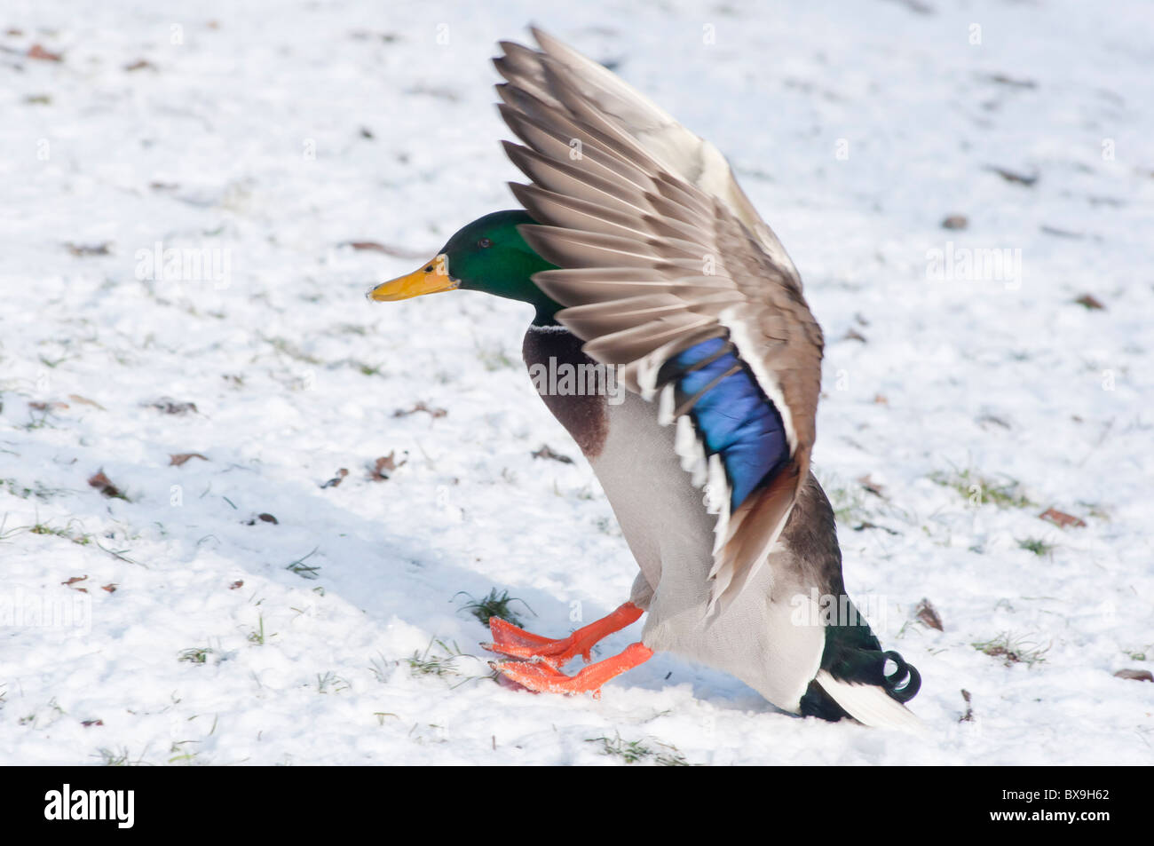 A Mallard drake landing on the snow in a wintry Worcestershire. England Stock Photo