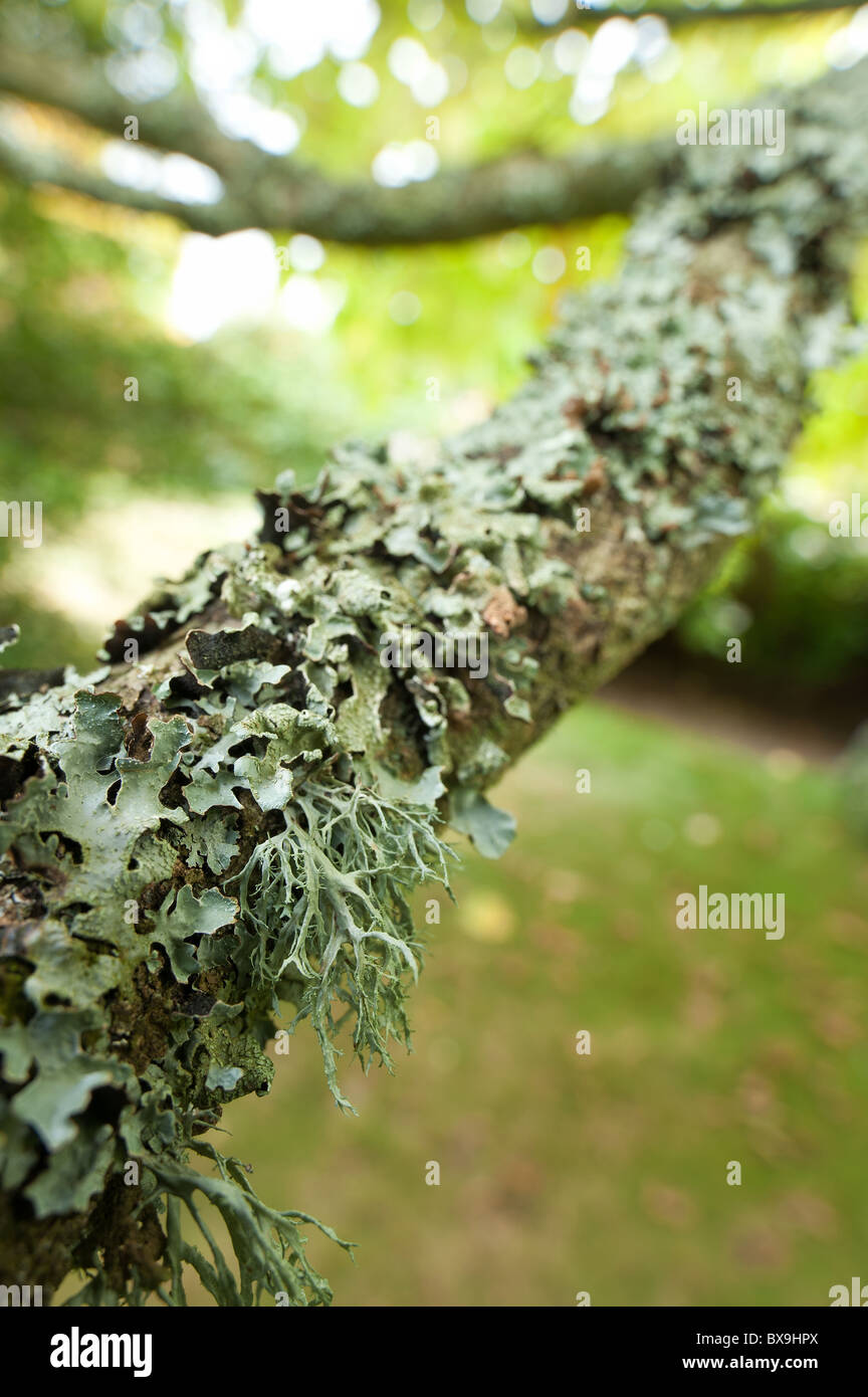 Abundant lichens and moss well established on shady branch cover bark Stock Photo