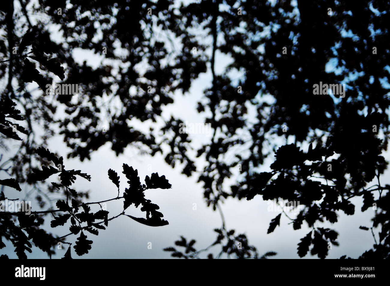 Tree silhouette black hi-res stock photography and images - Alamy