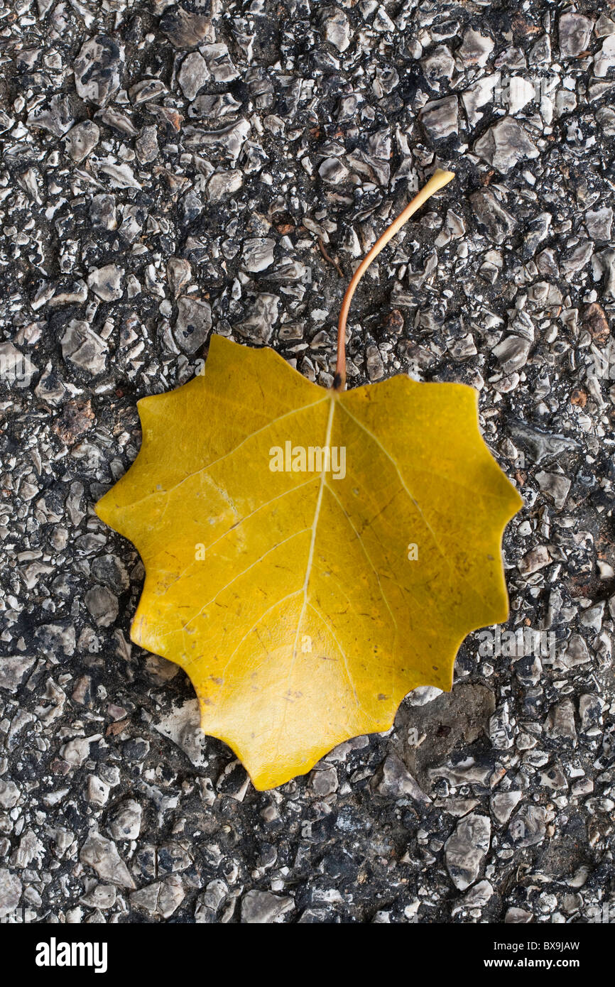 Close up view of a lonely yellow leaf on the ground Stock Photo - Alamy