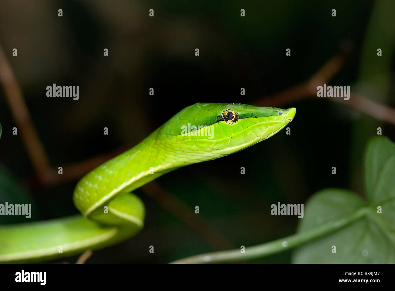 Green vine snake 