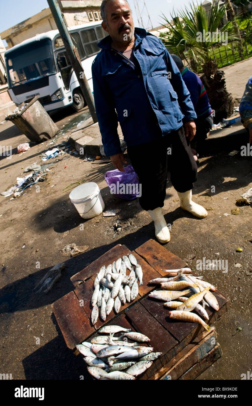 Scenes at the morning fish market in Alexandria Stock Photo Alamy