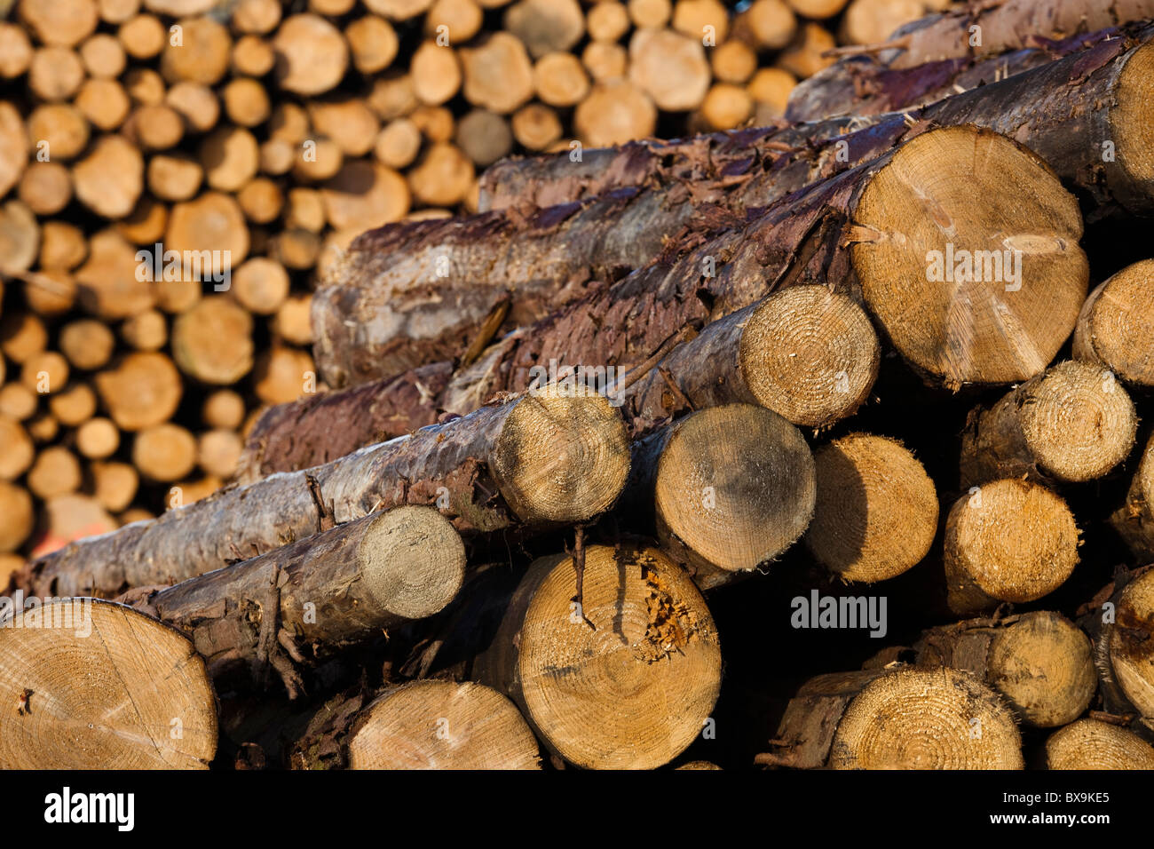 Forestry timber building industry hires stock photography and images
