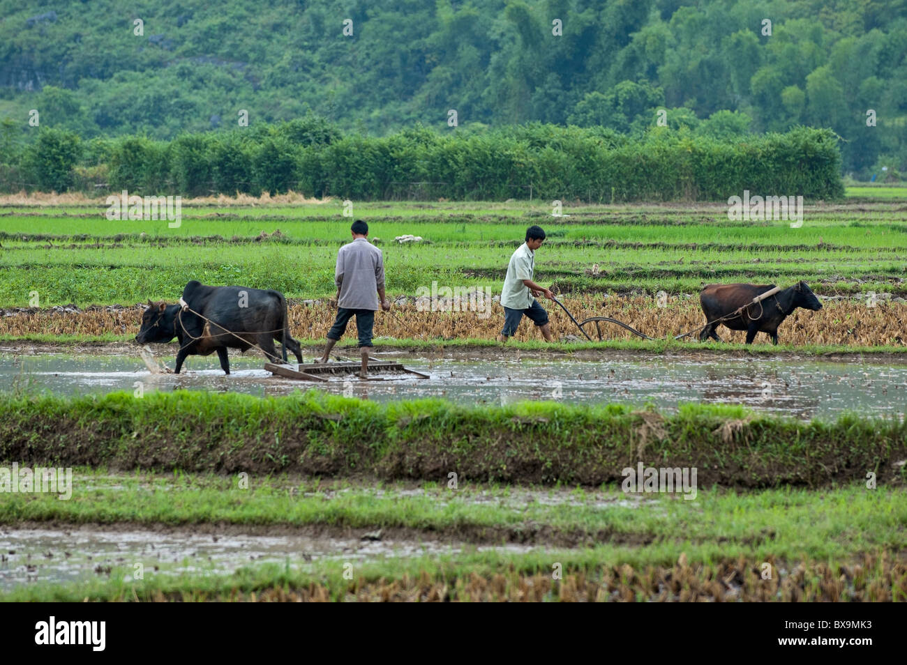 People working in paddy fields harvesting rice with buffaloes, Yangshuo, Guangxi, China. Stock Photo