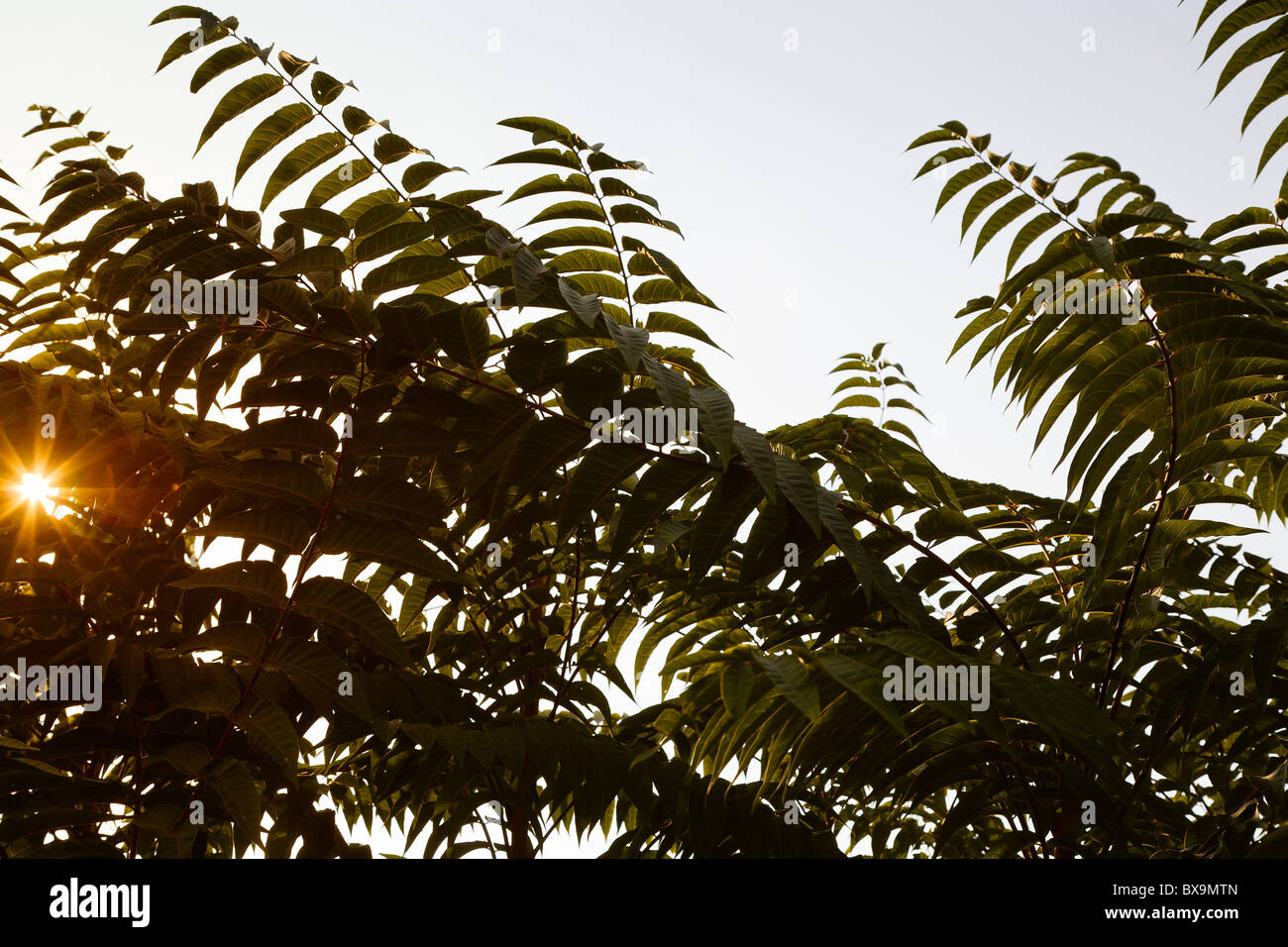 Branches Stock Photo