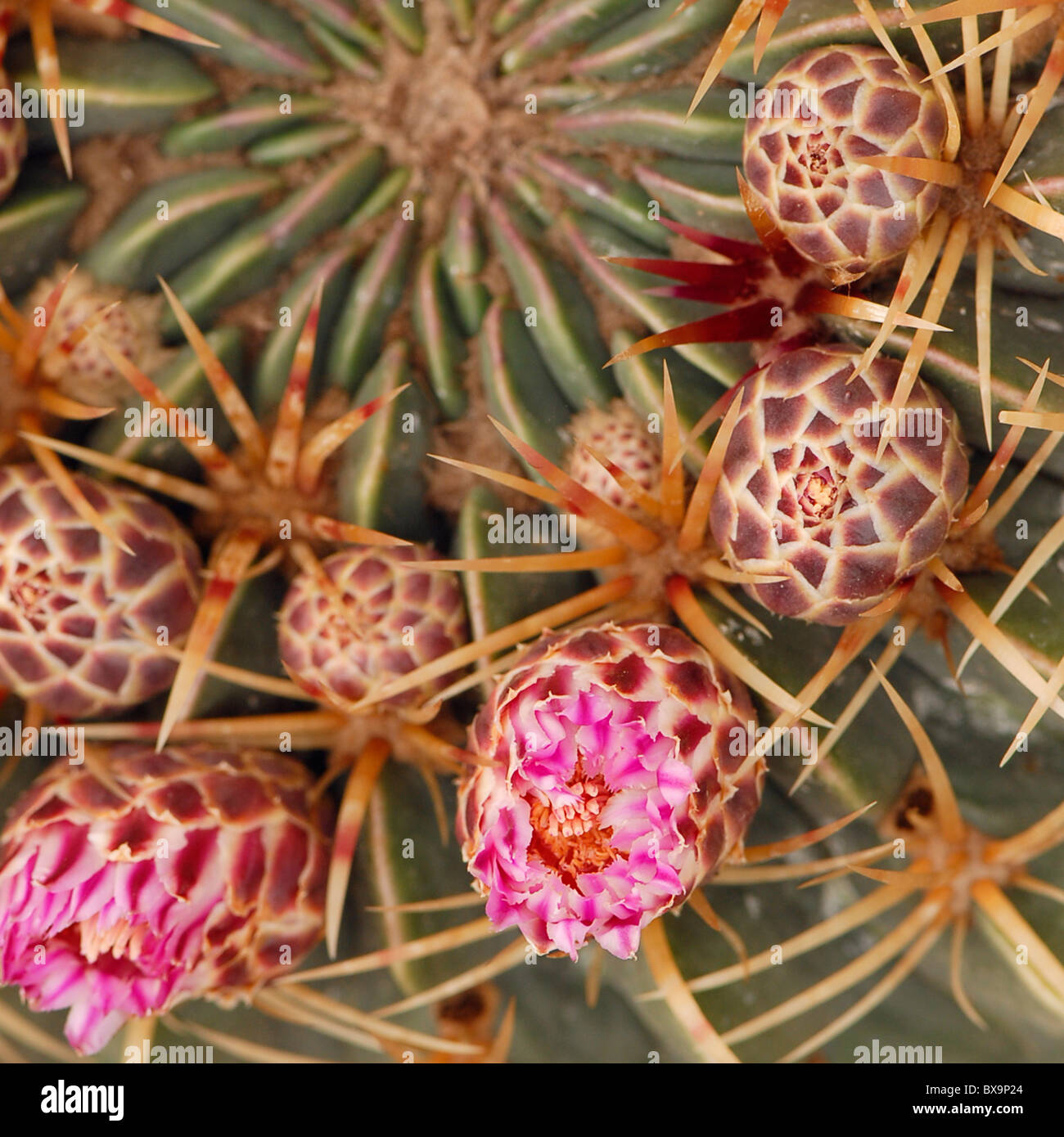 Ferocactus macrodiscus cactus with pink flowers Stock Photo