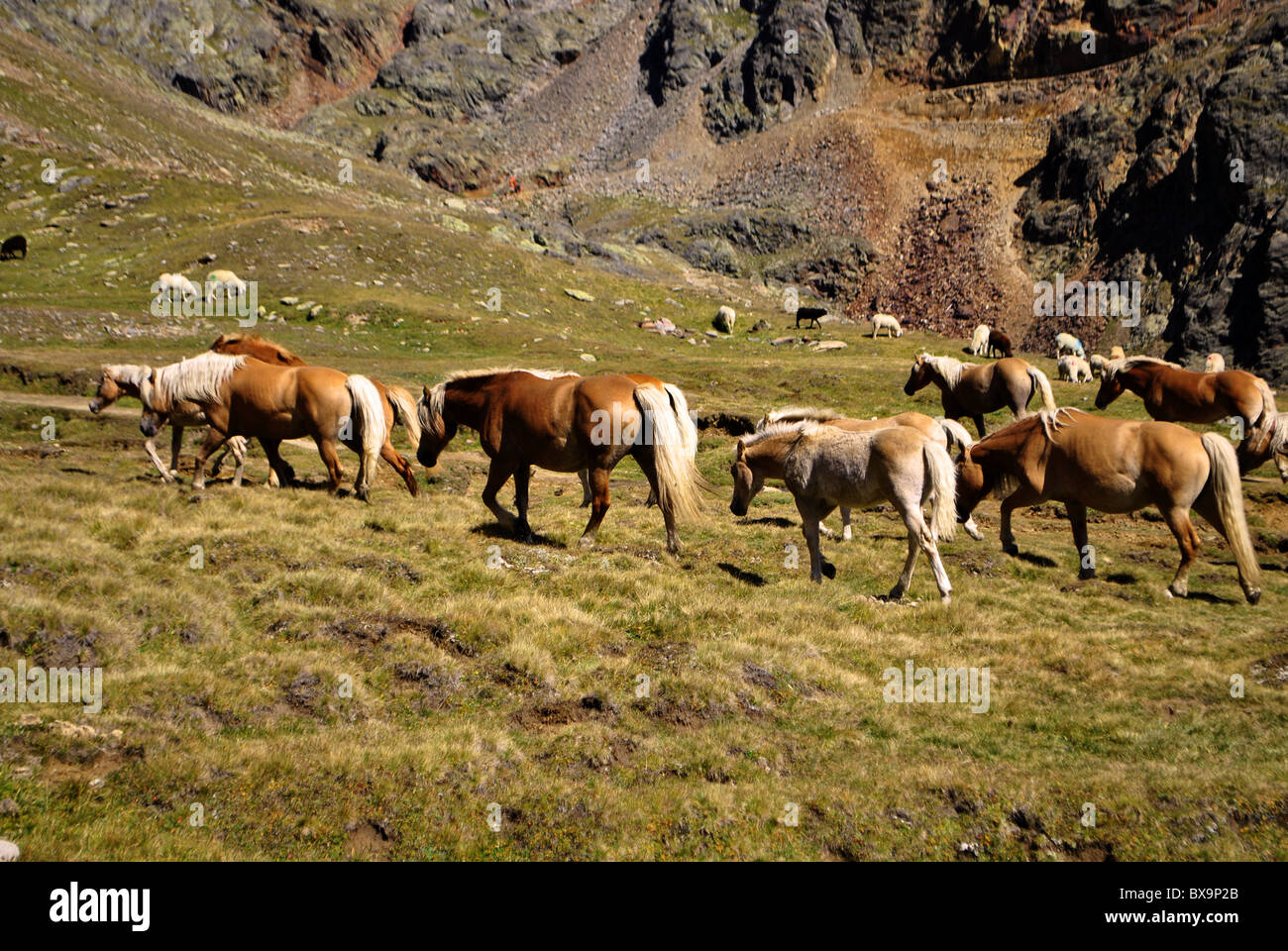 horses and sheep grazing in mountain meadows Stock Photo - Alamy