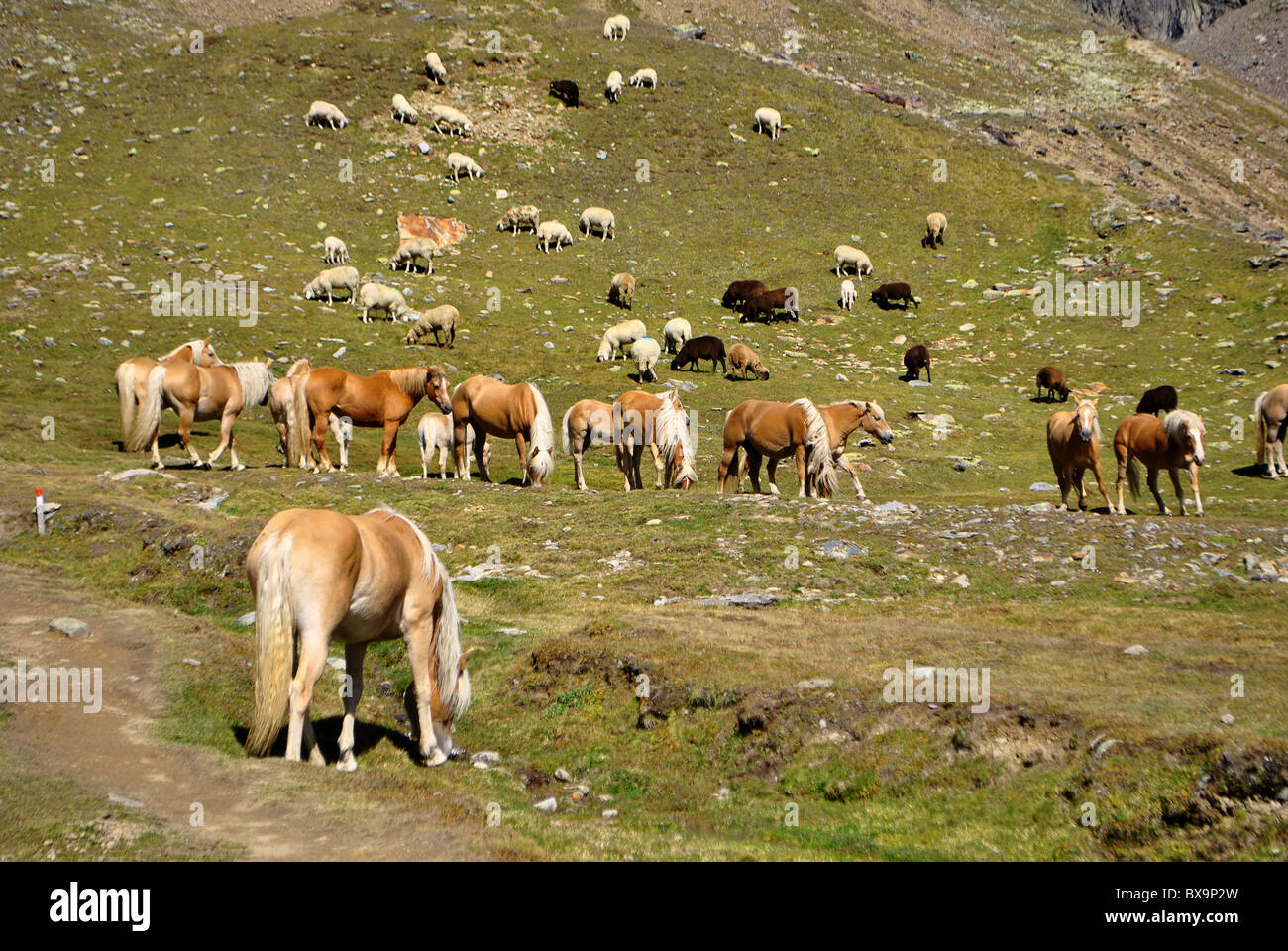 horses and sheep grazing on mountain meadows Stock Photo - Alamy
