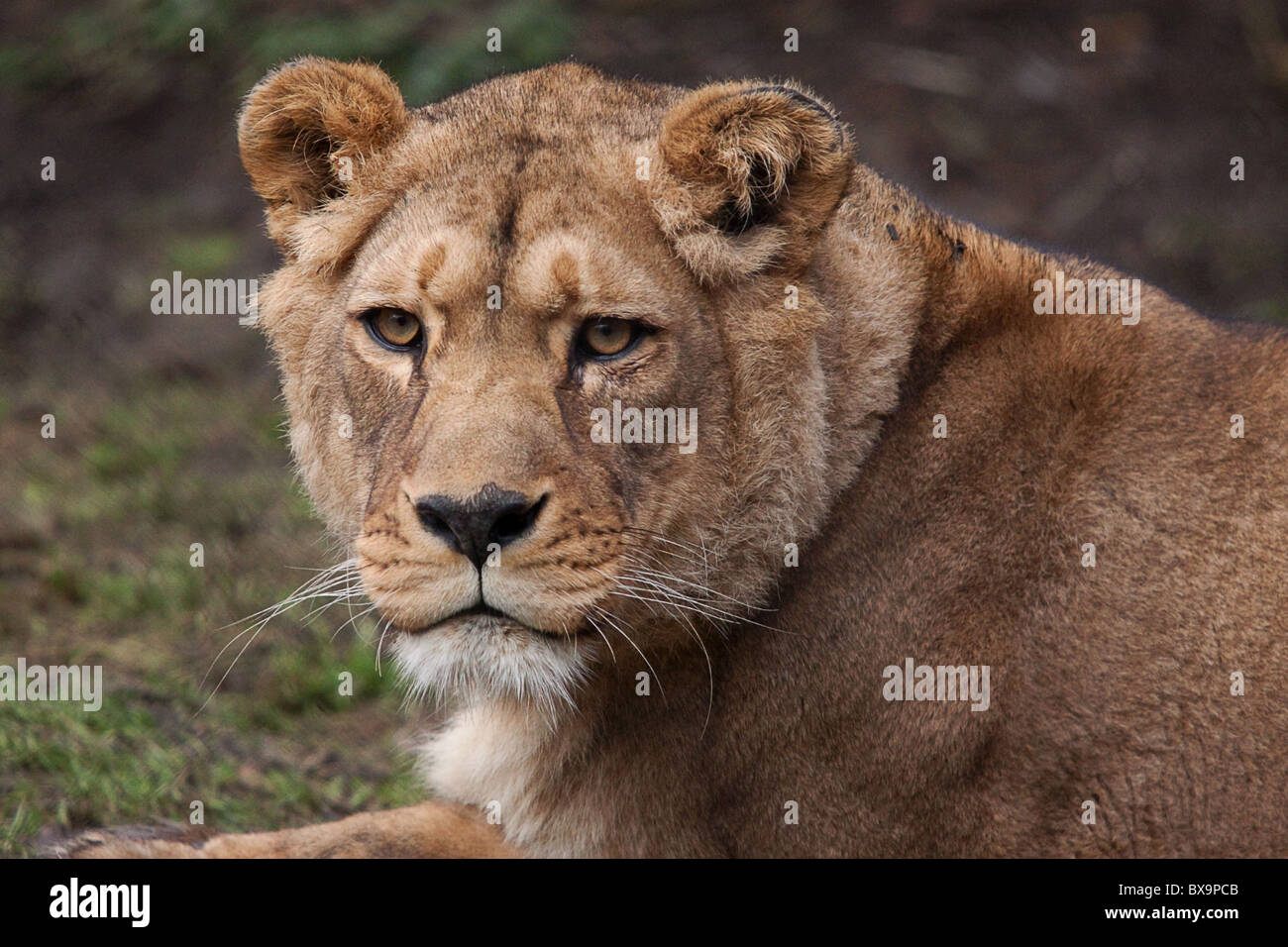 photo of an alert  Atlas ( Barbary) Lioness staring at something Stock Photo