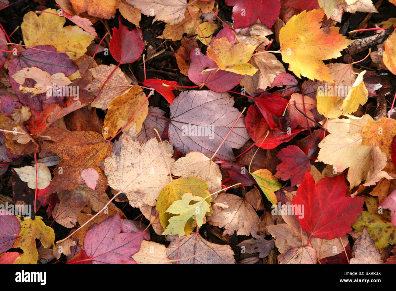 Calibration leaves hi-res stock photography and images - Alamy