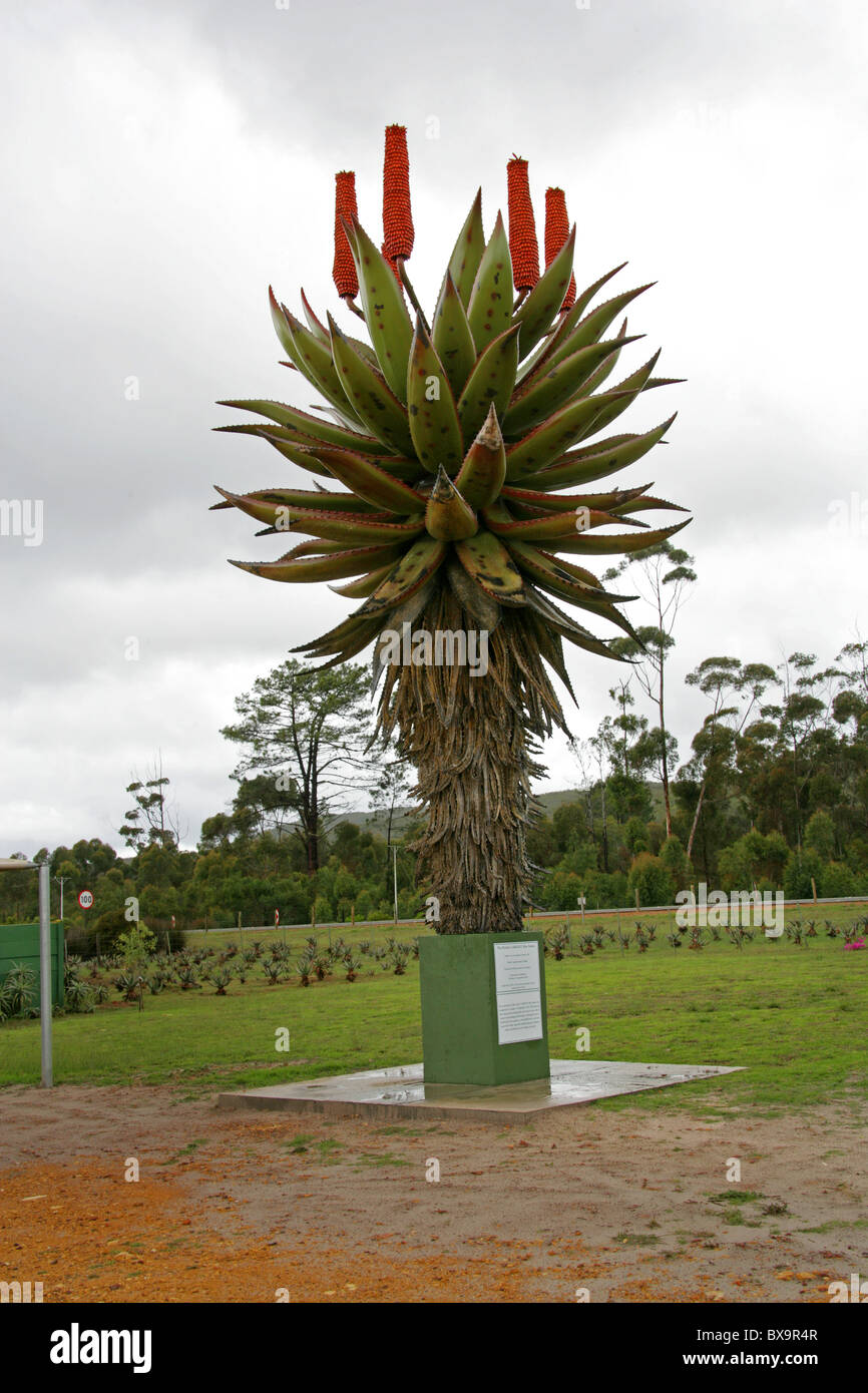 The World's Largest Aloe Statue, House of Albertinia, Near Mossel Bay, Cape, South Africa Photo Alamy