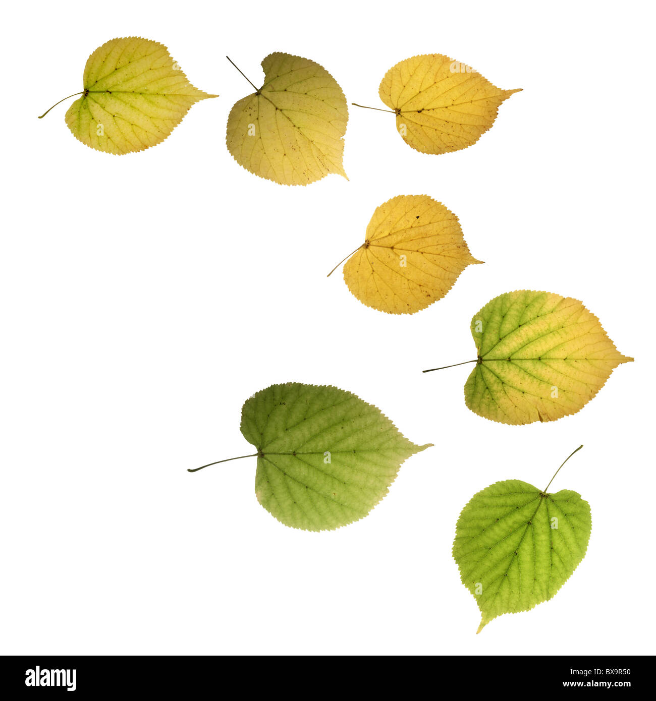 Calibration leaves hi-res stock photography and images - Alamy