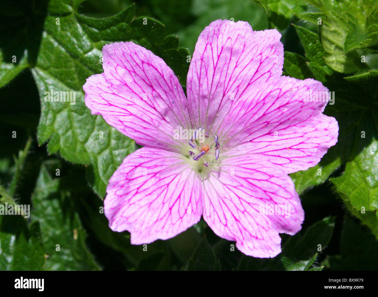 Annual summer english class hi-res stock photography and images - Alamy
