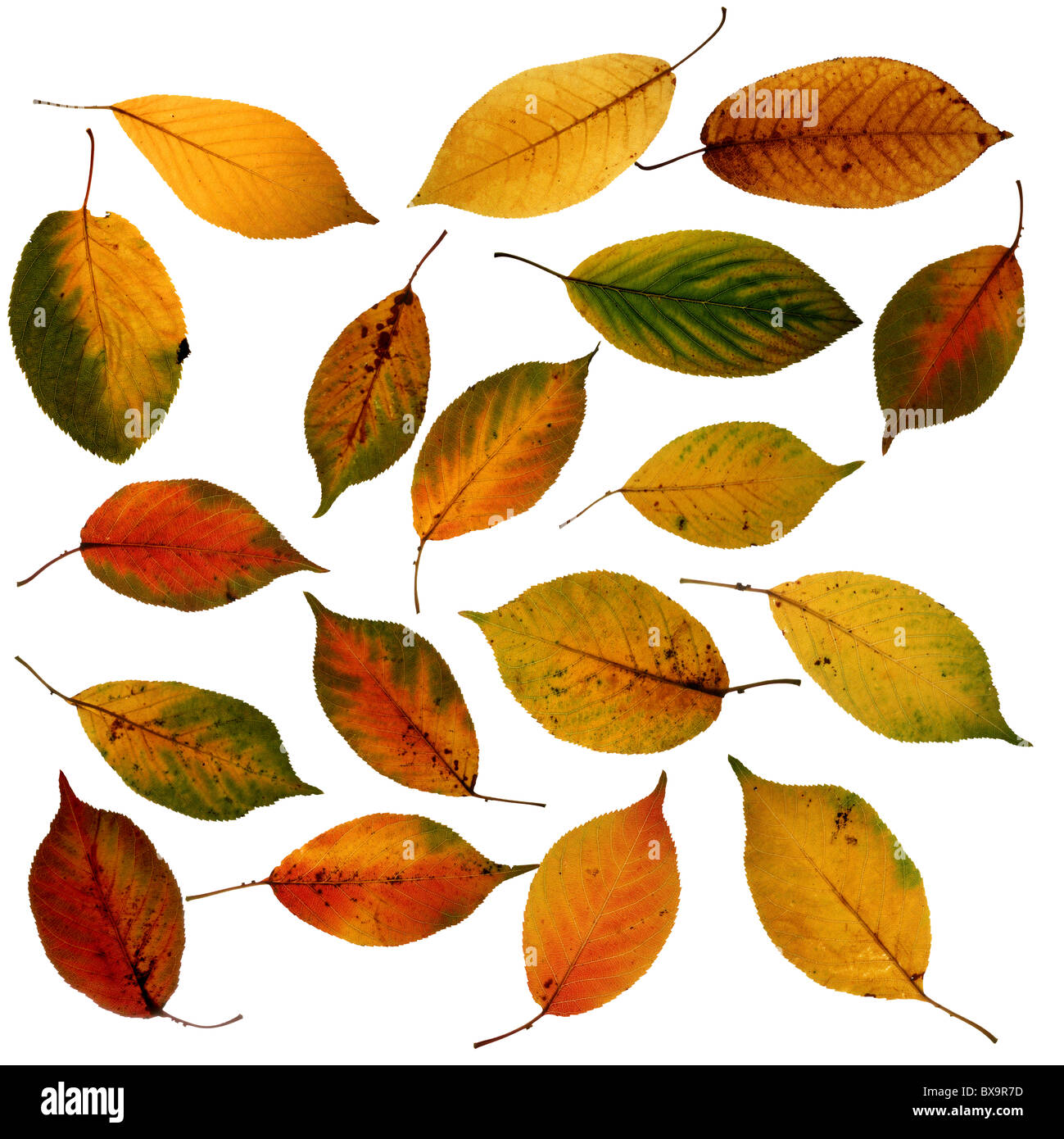 calibration-leaves-hi-res-stock-photography-and-images-alamy