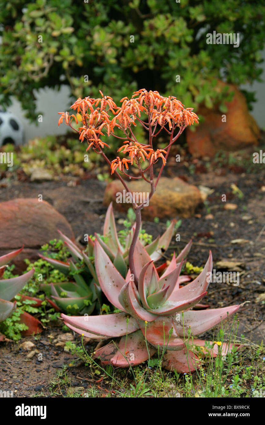 Coral Aloe, Aloe striata, Asphodelaceae. Western Cape, South Africa. Stock Photo