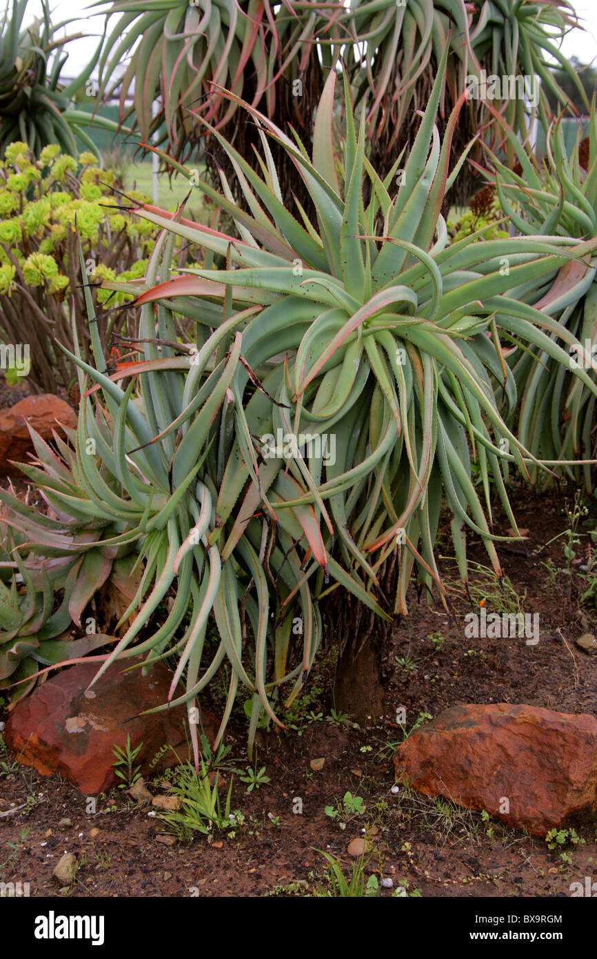 Giant Aloe, Aloe helenae, Asphodelaceae. South Africa. Stock Photo
